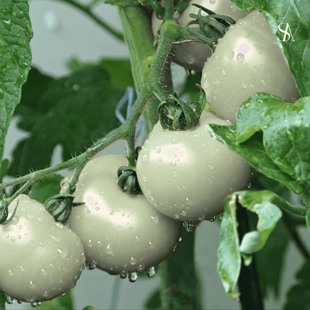White Tomato Extract in Skincare: Sourcing, Benefits, Risks & Who It’s For